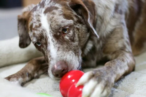 Dogs love Kong toys because they enjoy getting the stuffed treats out!