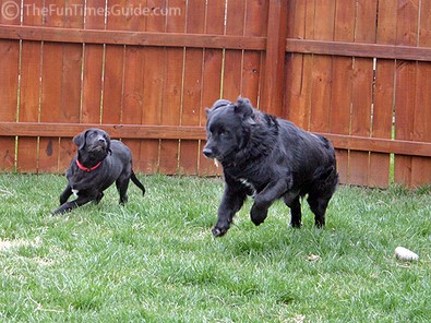 dogs-running-with-sticks.jpg