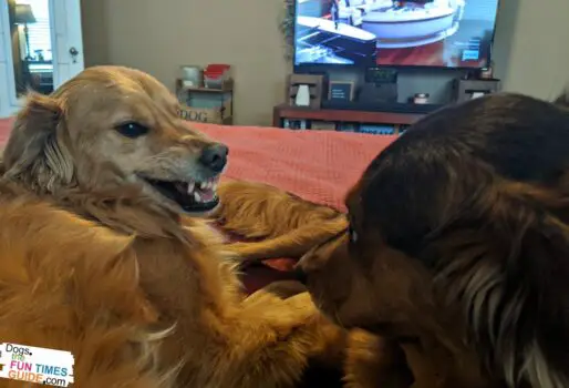 Interestingly, a dog that is showing their teeth is often the submissive one simply telling the dominant dog to stop being so rough or aggressive.