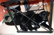 dogs-sleeping-under-desk.jpg