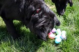 Dogs intrigued by Easter Eggs, but more interested in rabbit poo!