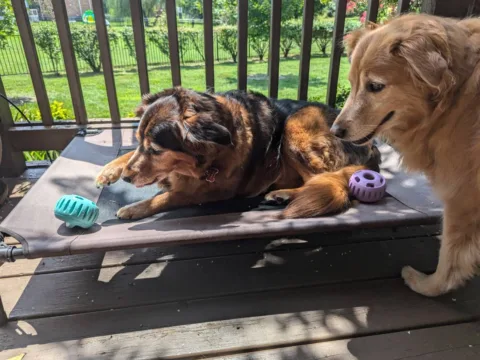 Both of my dogs enjoying their WOOF Pupsicles outside on the porch. photo by Lynnette at TheFunTimesGuide.com Both of my dogs enjoying their WOOF Pupsicles outside on the porch.