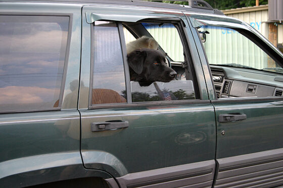 My dog Destin sticking his head out the car window.