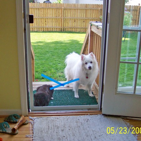 Destin and Jersey waiting to be let back in the house.