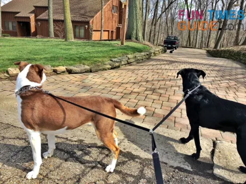 We love our double dog leash -- because our 2 dogs go everywhere together.