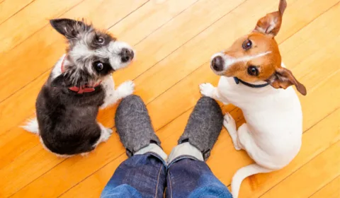 Tips For Raising Two Dogs Together: How To Manage A Multi-Dog Household With Ease