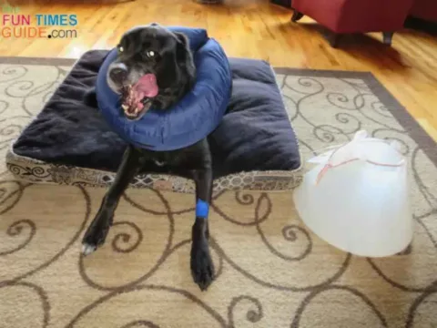 See our favorite dog cone collar alternative.