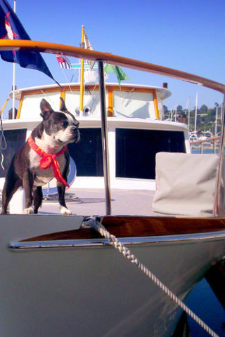 egan-snow-dog-on-boat.jpg