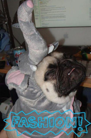 elephant-dog-costume.jpg