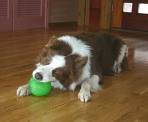 everlasting fun ball for dogs