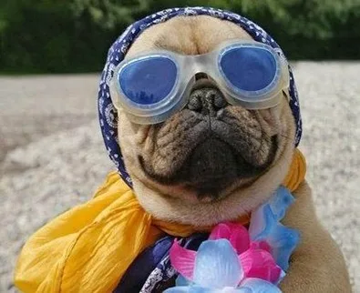 It doesn't take much to turn a Pug dog into a sweet old lady!