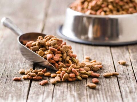 feed-dry-dog-kibble-1 It's better to feed dry kibble instead of soft foods, but it doesn't prevent you from having to brush your dog's teeth!