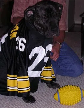 Perhaps the easiest DIY Halloween costume for dogs is to put your own sports jersey on them!