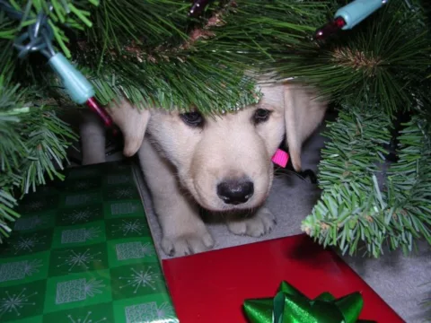 frightened-puppy-under-christmas-tree