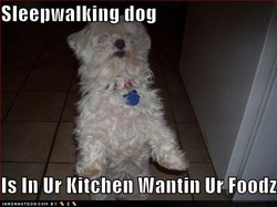 funny-dog-pictures-sleep-walking-dog.jpg