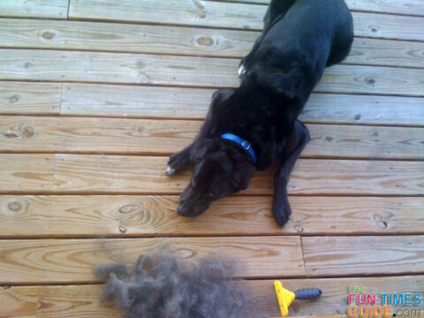 My dog next to the flyaway undercoat fur that I removed from his coat using the Furminator for dogs. photo by Lynnette at TheFunTimesGuide.com My dog next to the flyaway undercoat fur that I removed from his coat using the Furminator for dogs.