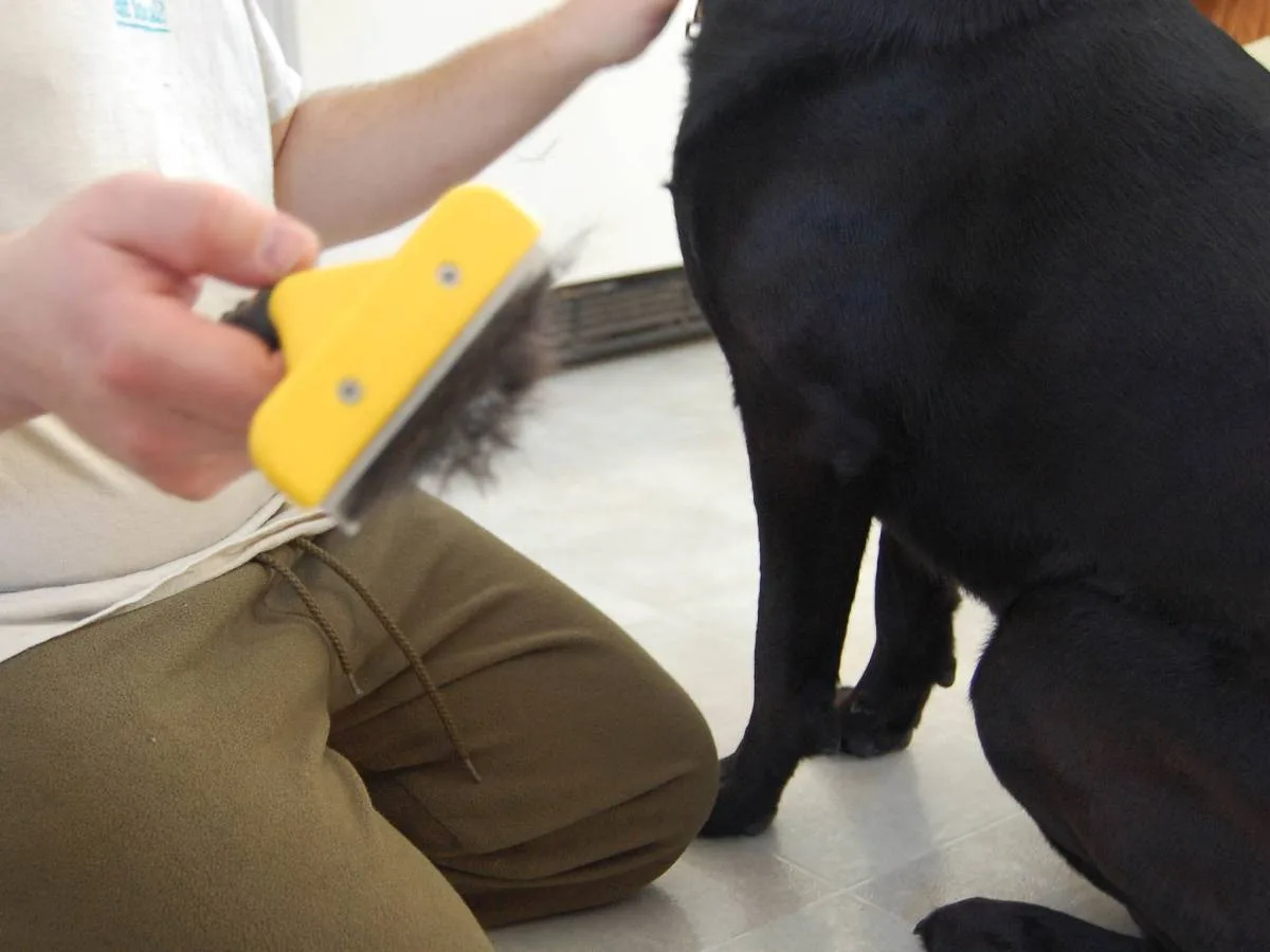 A close-up of the dog hair that the Furminator gathered in just a few swipes. You can tell it's the undercoat because it's lighter in color and thinner in texture. 