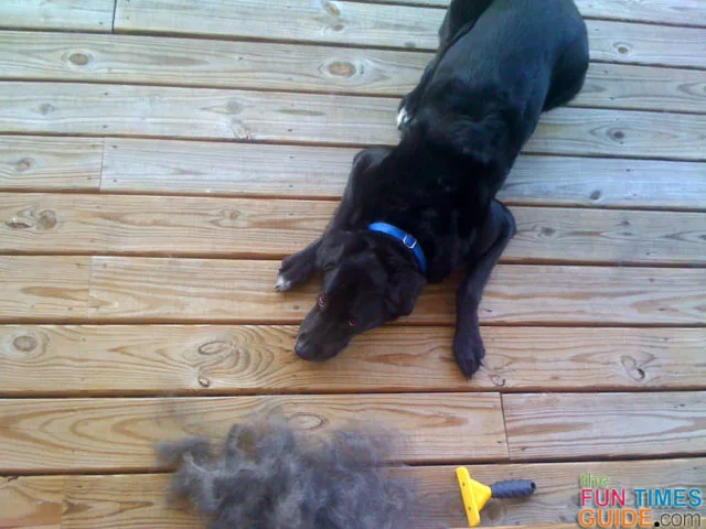 My dog next to the flyaway undercoat fur that I removed from his coat using the Furminator for dogs.