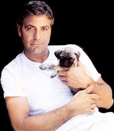 george-clooney-pug-dog.jpg