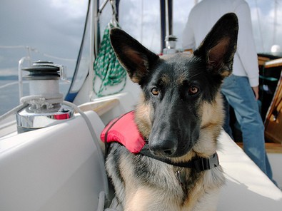 german-shepherd-on-boat.jpg
