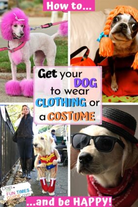 How to get your dog to wear clothing or a costume... and be happy!