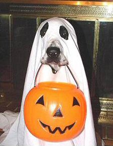 ghost_dog_costume.jpg