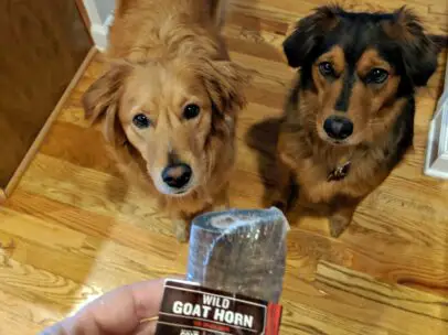 Horns For Dogs To Chew On: Our Favorite Brands + What You Need To Know Before Giving Your Dog Goat Horns & Buffalo Horns!