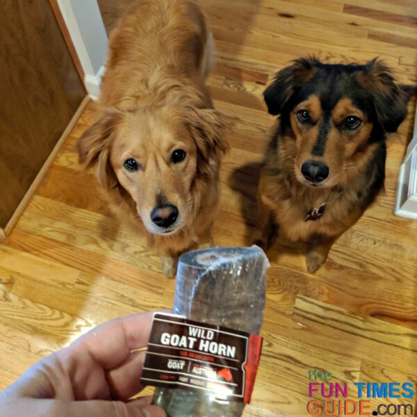 The Best Horns For Dog Chews What You Need To Know About Goat Horns