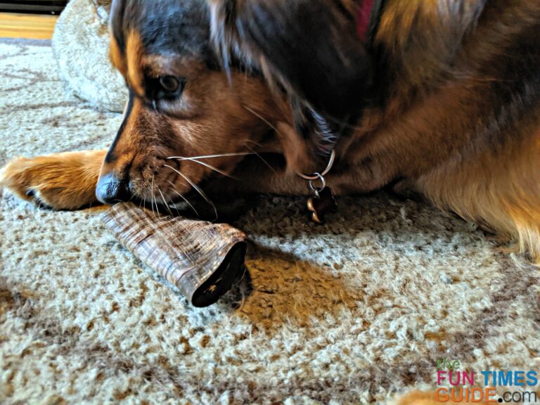 The Best Horns For Dog Chews What You Need To Know About Goat Horns