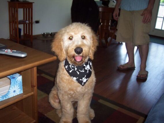 This is a Goldendoodle - a cross between a Golden Retriever and a Poodle. photo by Donnaphoto on Flickr