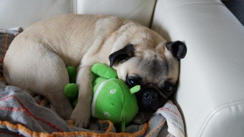 google-pug-android-dog