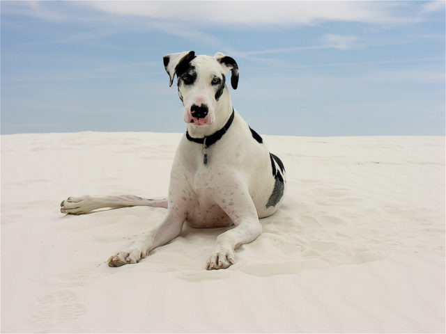 5 ways to prevent dog sunburn: dog sunscreen, dog sunsuits ...
