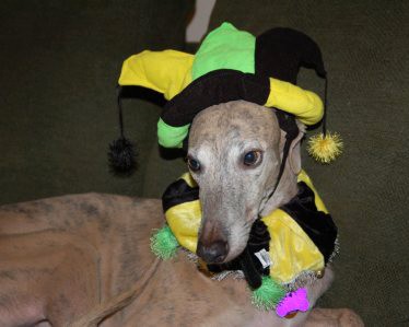 greyhound-dog-in-joker-costume.jpg