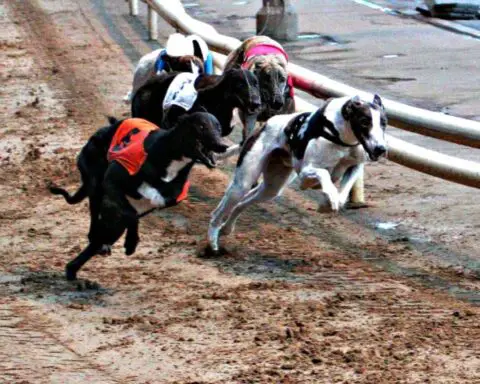 greyhound-dog-racing