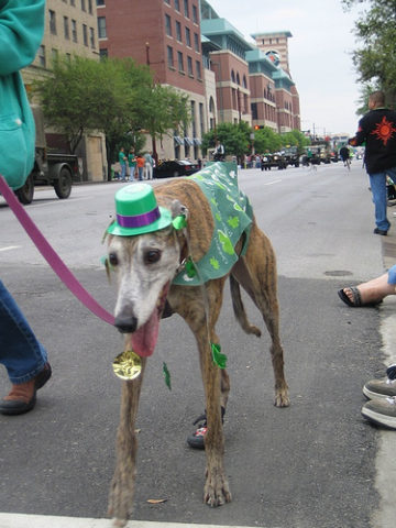 greyhound-dog-st-patricks-day.jpg