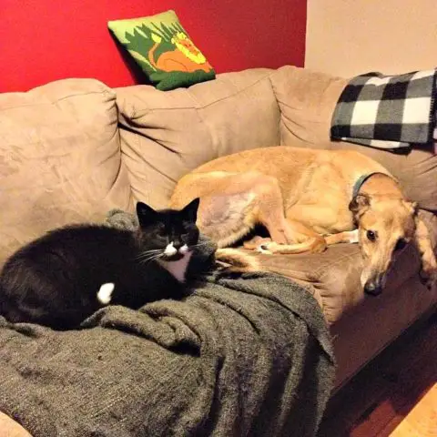 greyhounds-and-cats