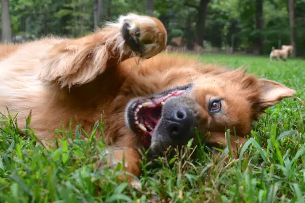 Hairy Dog Paws - How To Trim Furry Dog Paws (Because Dogs With Hairy ...