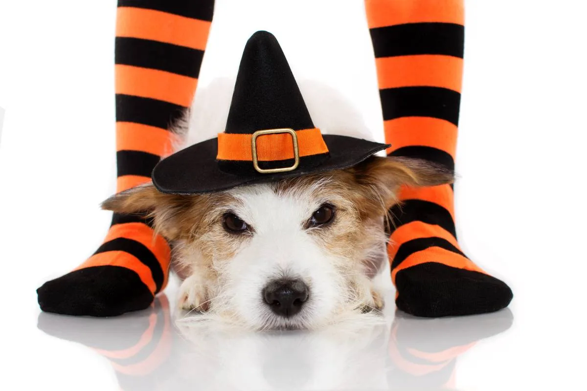 Dogs and Halloween socks don't always work out as you initially plan!