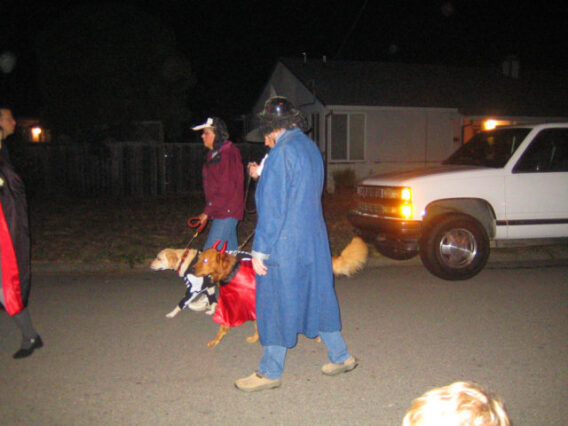 Halloween dogs in costume trick-or-treating with their owners. 