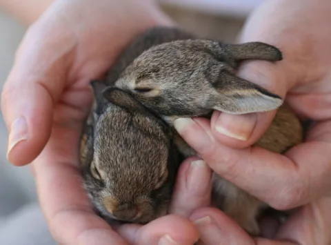 A handful - two baby bunnies.
