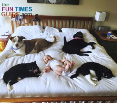 All of our babies... 2 dogs, 2 cats, and 1 baby! See how we made cheap dog beds for our pets to sleep on.