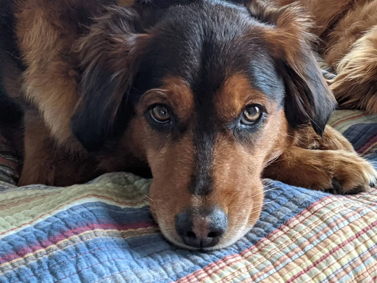 Harley is the people pleaser -- she will do anything you ask of her at any time.