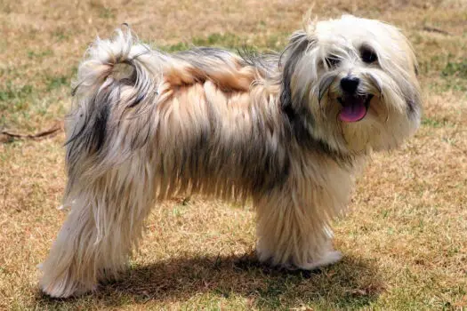 The Havanese is one of the top 19 Hypoallergenic dog breeds for people with pet allergies.