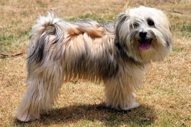 Hypoallergenic Dogs List: 19 Non-Shedding & Non-Drooling Dogs | The ...