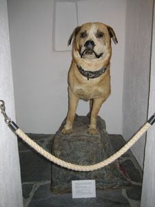 Hero dog Barry, the St. Bernard