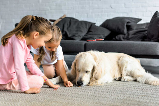 An easy game of hide and seek with your dog involves hiding dog treats all around the house and watching him sniff and find them all!