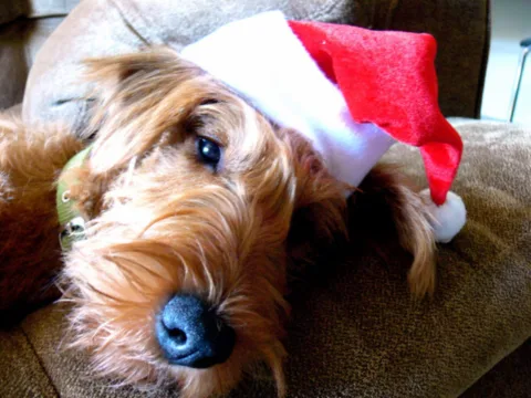 Here's how to find super cute santa hats for dogs. 