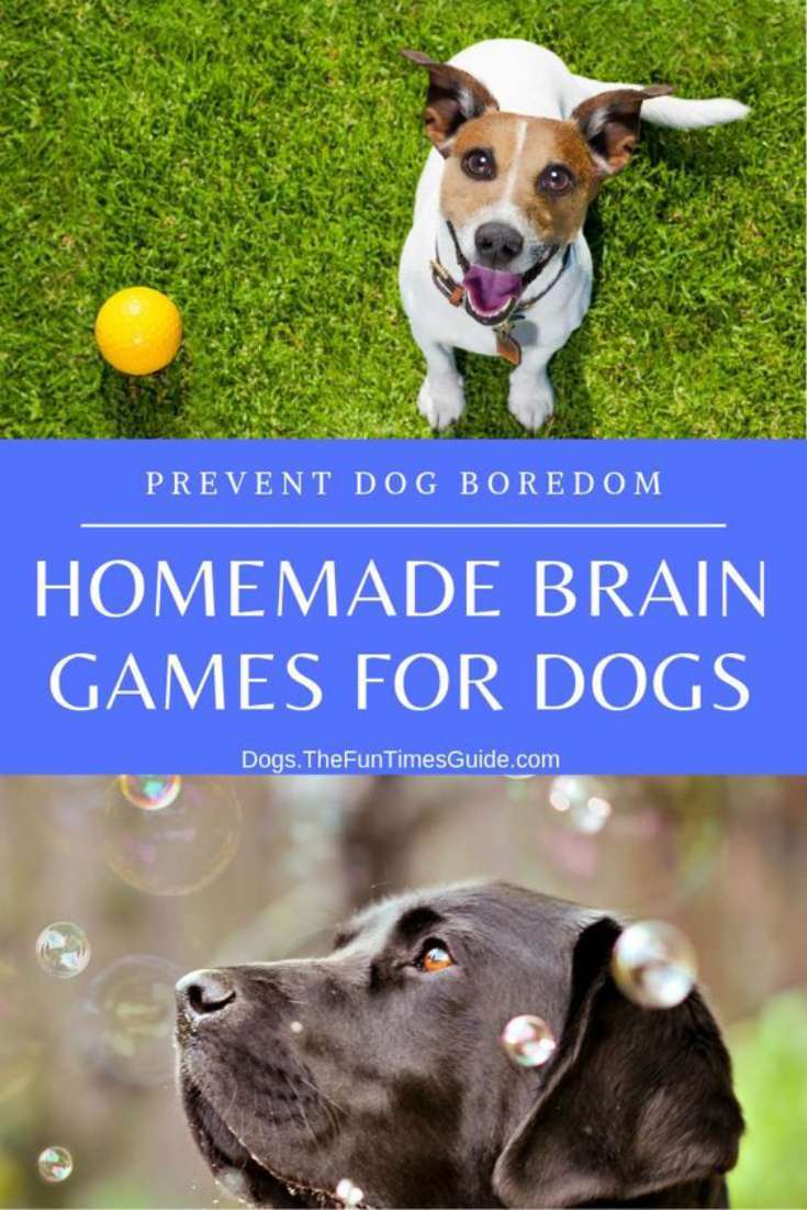 homemade-brain-games-for-dogs-keep-your-dog-mentally-stimulated-first