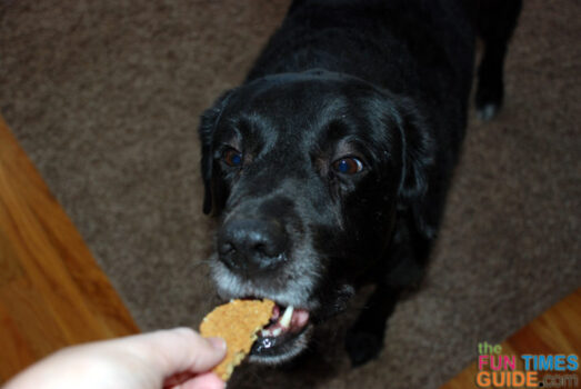 My dog loves the Freshpet homemade dog cookies!