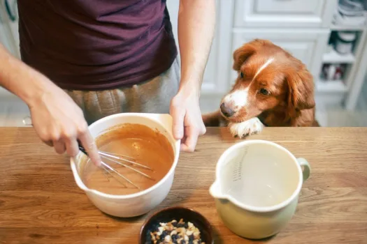 Vet told you to serve your dog a bland diet to help with diarrhea? Here are examples of dog bland foods. 